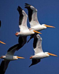 A flock of white pelicans cruise through the blue sky over NASA's Kennedy Space Center. Original from NASA. Digitally enhanced by rawpixel.
